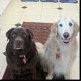 Cooper & Buddy